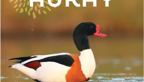 L'extraordinaire nature d'Auray