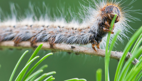 🐛 CHENILLES PROCESSIONNAIRES DU PIN 🌲: INTERVENTION PRÉVUE VENDREDI