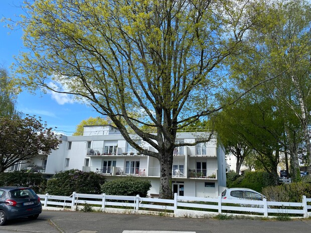 Abattage_Arbre