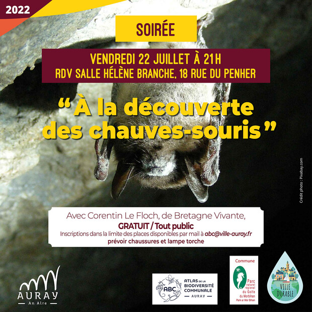 chauves_souris