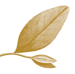 Feuille or Feuille or